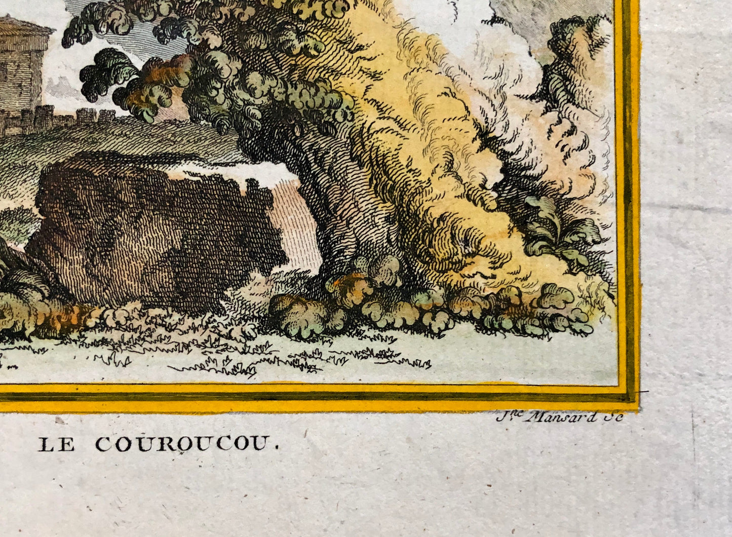 Le Couroucou. An Original Hand-coloured Engraving From ‘Histoire Naturelle Des Oiseaux’ by Buffon. FineCondition. Size: 27 x 19.2 cms.