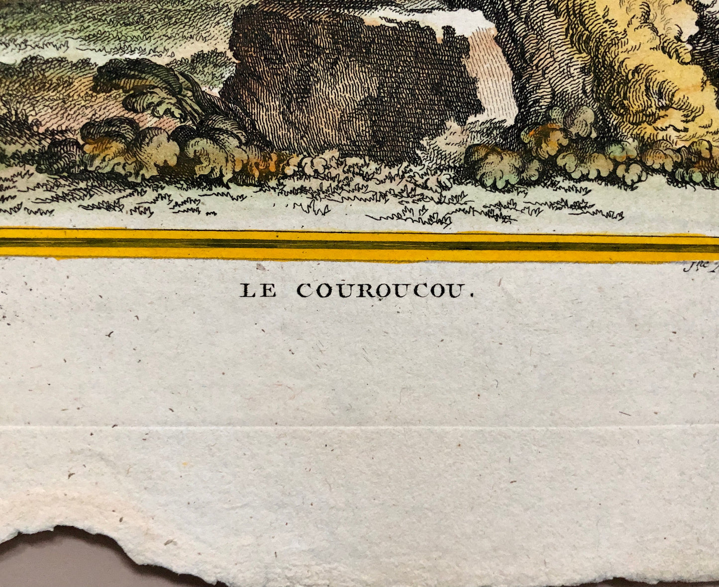 Le Couroucou. An Original Hand-coloured Engraving From ‘Histoire Naturelle Des Oiseaux’ by Buffon. FineCondition. Size: 27 x 19.2 cms.