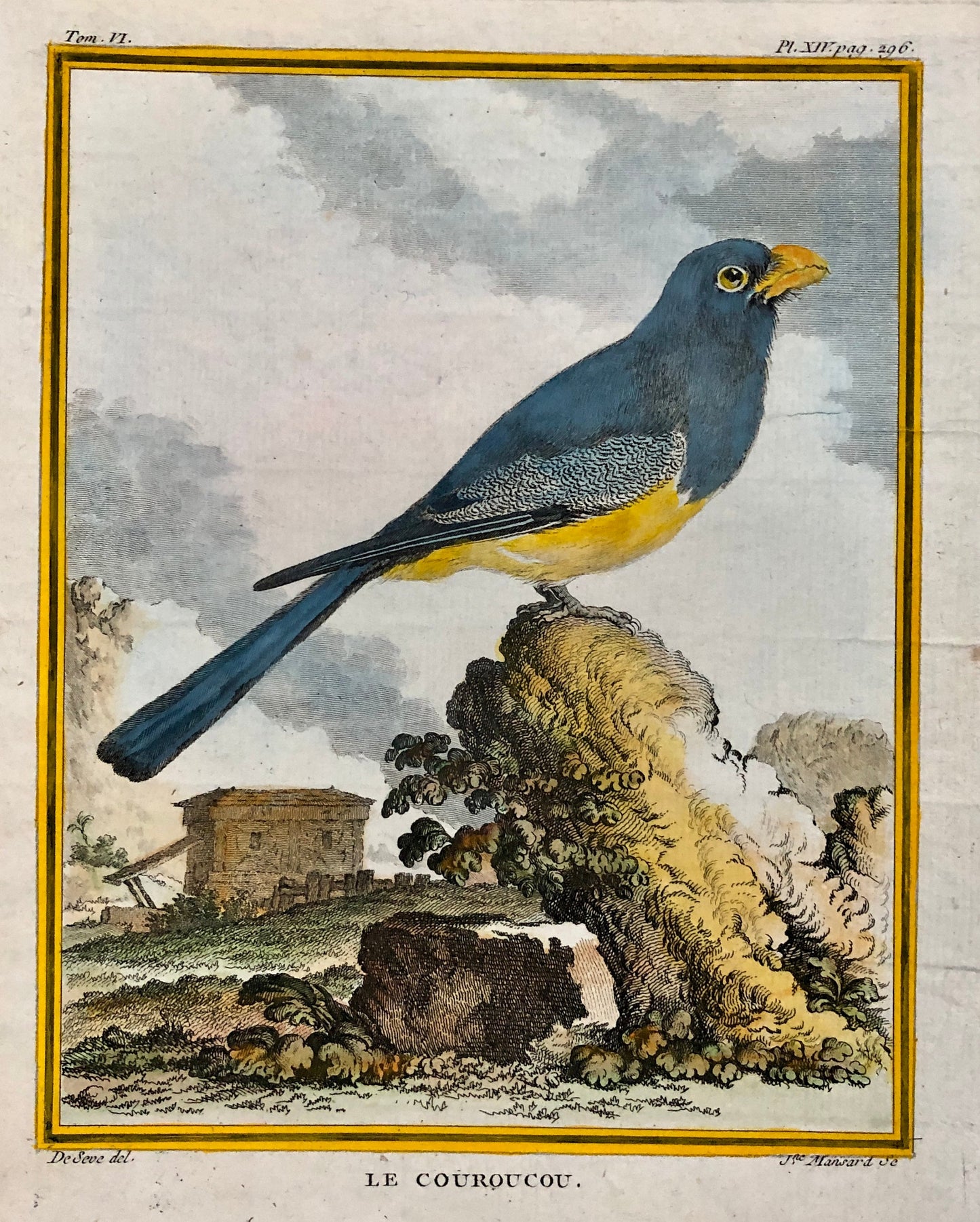 Le Couroucou. An Original Hand-coloured Engraving From ‘Histoire Naturelle Des Oiseaux’ by Buffon. FineCondition. Size: 27 x 19.2 cms.