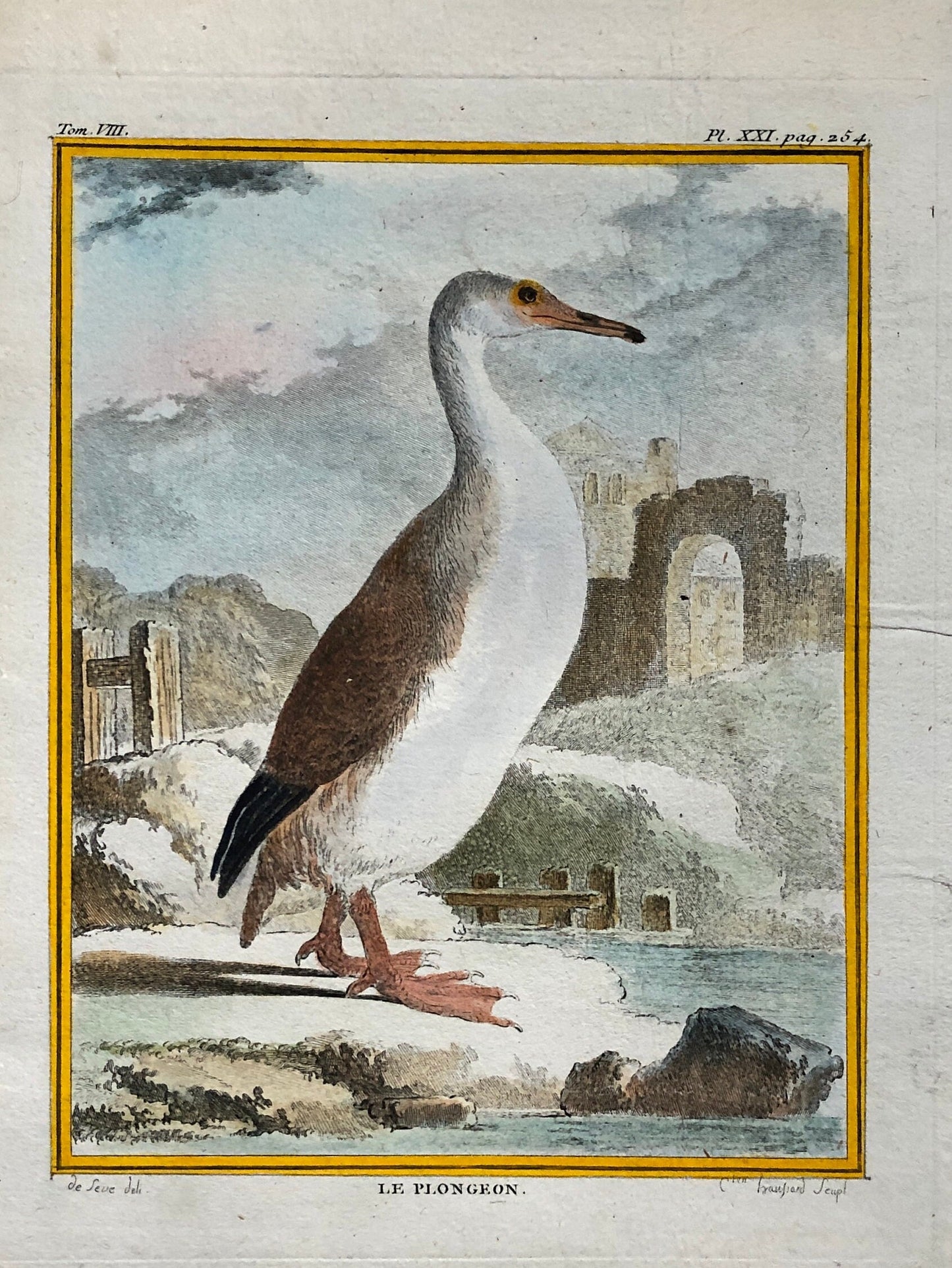 Le Plongeon. A Hand-coloured Engraving From “Histoire Naturelle Des Oiseaux” by Buffon. Excellent Condition. Size: 27 x 19 cms.