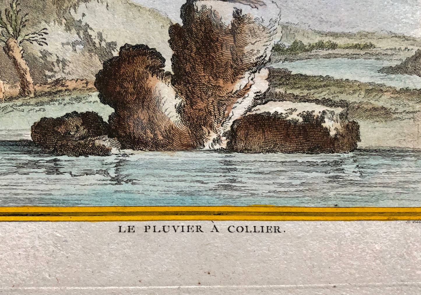 Le Pluvier À Collier. An Engraving From ‘Histoire Naturelle Des Oiseaux’ by Buffon. Circa 1770. Fine Condition. Size: 27 x 21 cms.