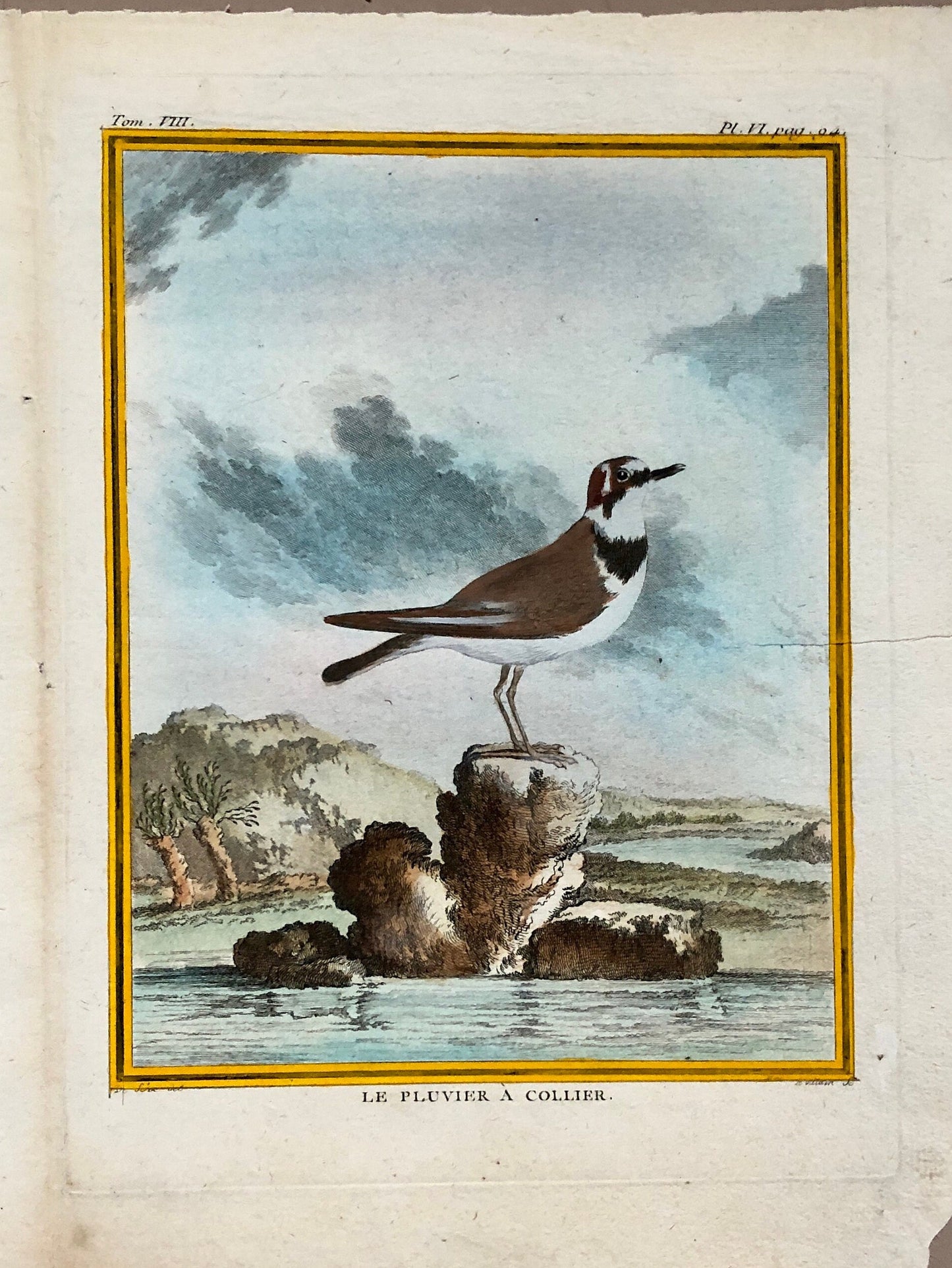 Le Pluvier À Collier. An Engraving From ‘Histoire Naturelle Des Oiseaux’ by Buffon. Circa 1770. Fine Condition. Size: 27 x 21 cms.