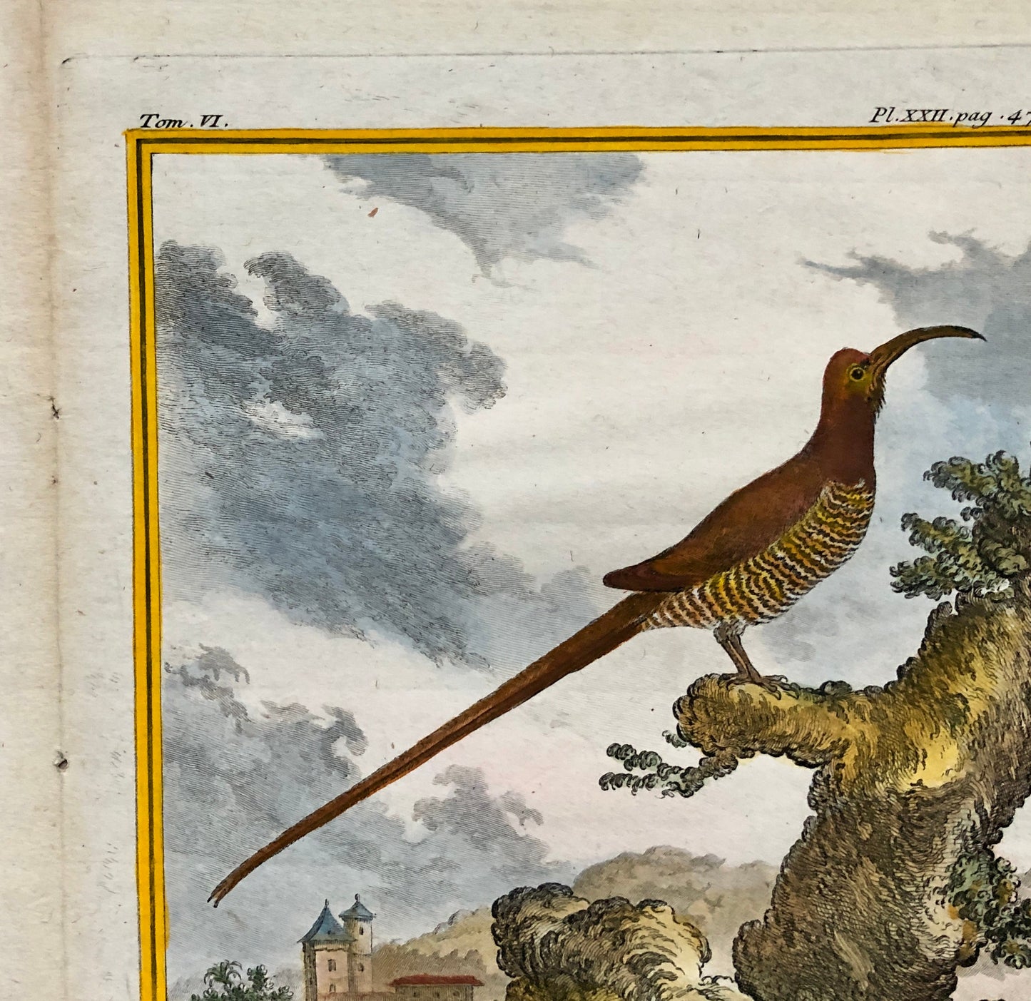 Le Promérops. An Engraving From ‘Histoire Naturelle Des Oiseaux’ by Buffon. Circa 1770. Excellent Condition. Size: 26.5 x 21 cms.