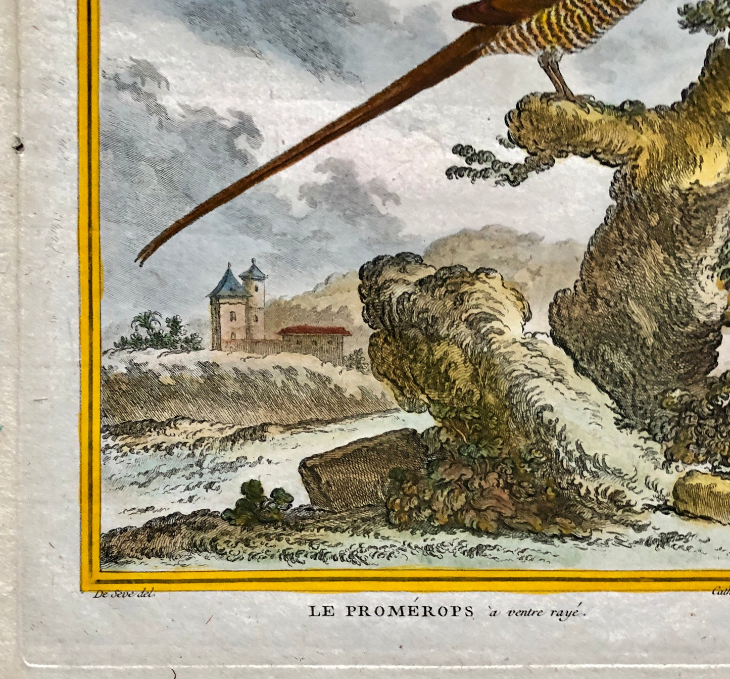 Le Promérops. An Engraving From ‘Histoire Naturelle Des Oiseaux’ by Buffon. Circa 1770. Excellent Condition. Size: 26.5 x 21 cms.