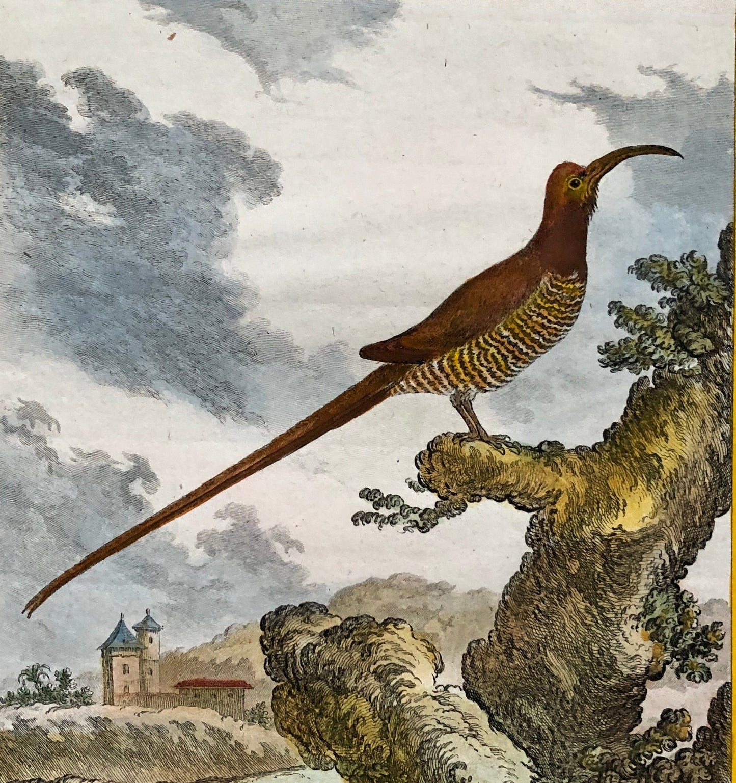 Le Promérops. An Engraving From ‘Histoire Naturelle Des Oiseaux’ by Buffon. Circa 1770. Excellent Condition. Size: 26.5 x 21 cms.