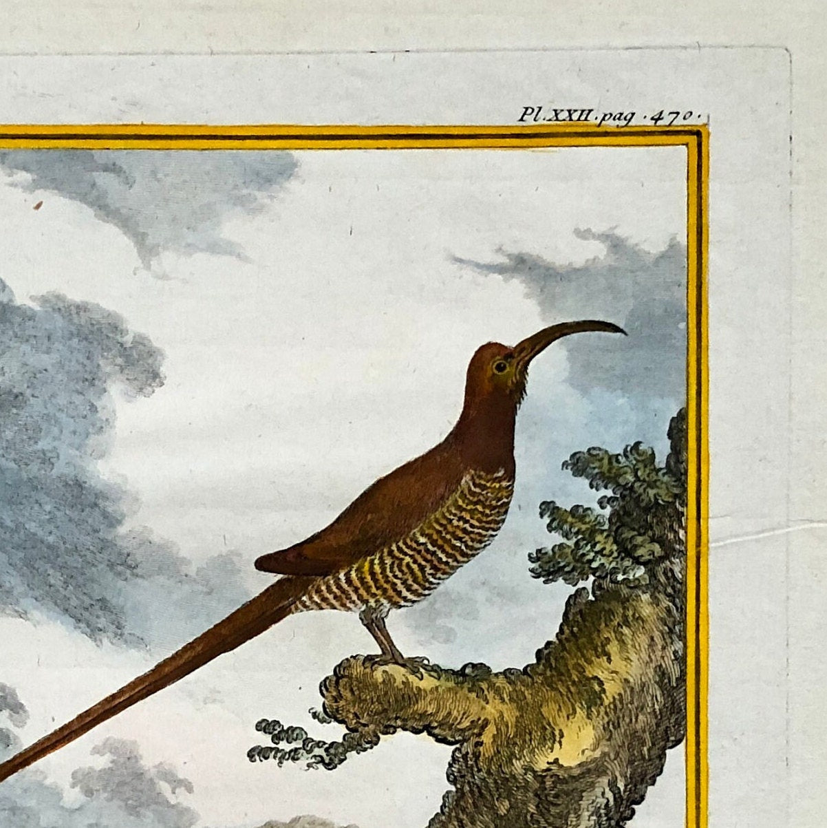 Le Promérops. An Engraving From ‘Histoire Naturelle Des Oiseaux’ by Buffon. Circa 1770. Excellent Condition. Size: 26.5 x 21 cms.