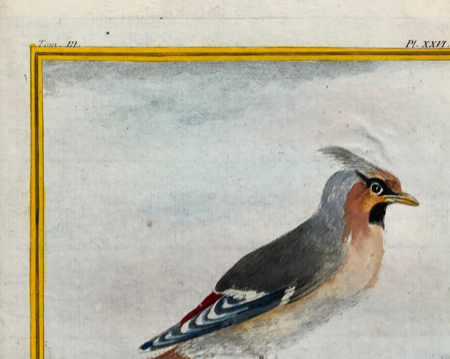 Le Jaseur. The Waxwing. An Original Engraving From ‘Histoire Naturelle Des Oiseaux’ by Buffon. Excellent Condition. Size: 27 x 20 cms.