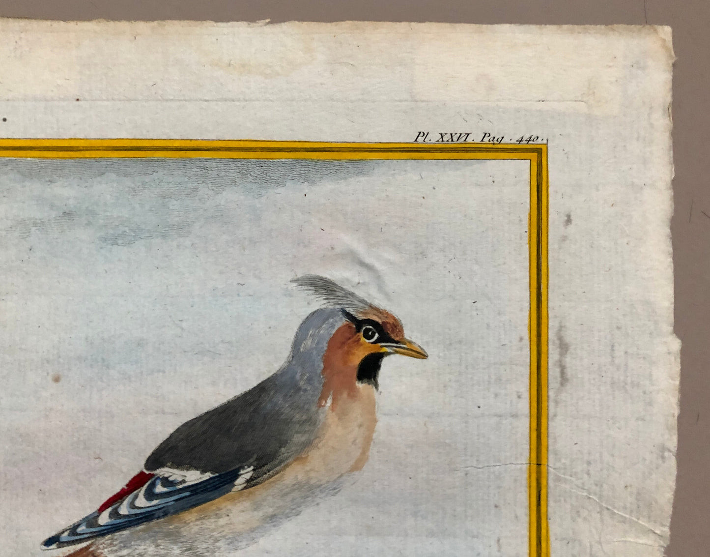 Le Jaseur. The Waxwing. An Original Engraving From ‘Histoire Naturelle Des Oiseaux’ by Buffon. Excellent Condition. Size: 27 x 20 cms.