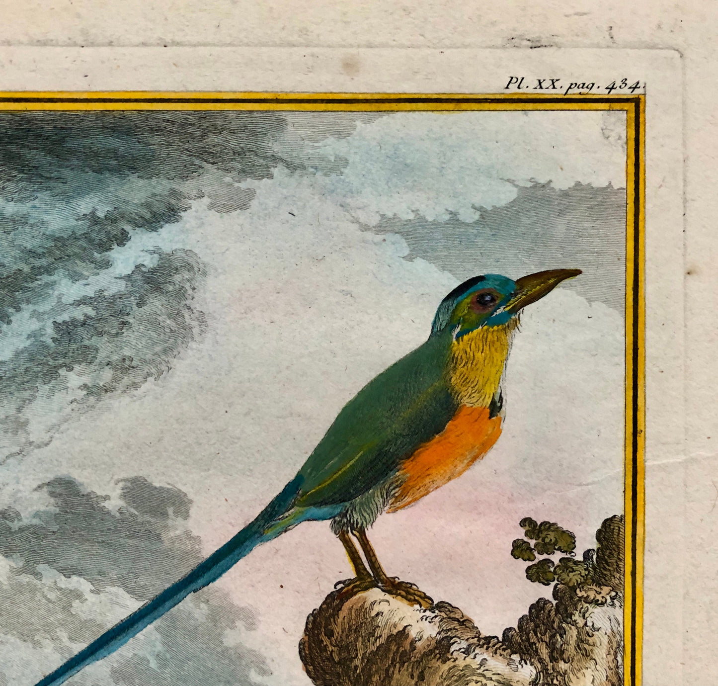 Le Houtou. An Engraving From ‘Histoire Naturelle Des Oiseaux’ by Buffon. Circa 1770. Fine Condition. Size: 26.6 x 21 cms.