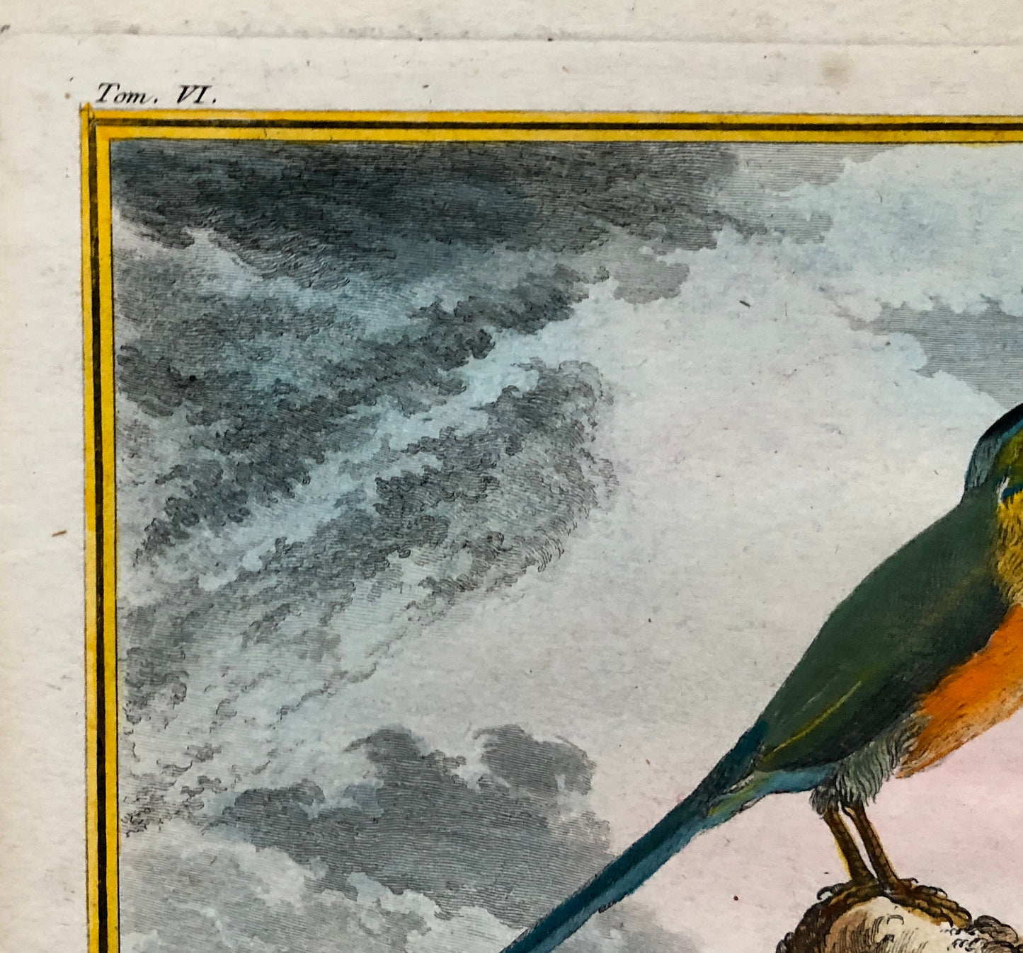 Le Houtou. An Engraving From ‘Histoire Naturelle Des Oiseaux’ by Buffon. Circa 1770. Fine Condition. Size: 26.6 x 21 cms.