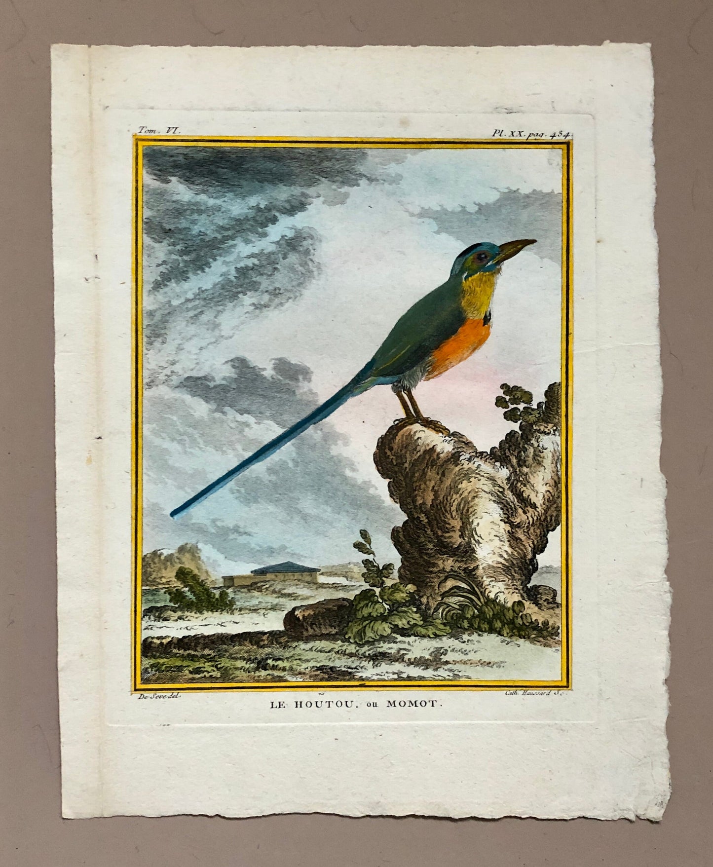 Le Houtou. An Engraving From ‘Histoire Naturelle Des Oiseaux’ by Buffon. Circa 1770. Fine Condition. Size: 26.6 x 21 cms.