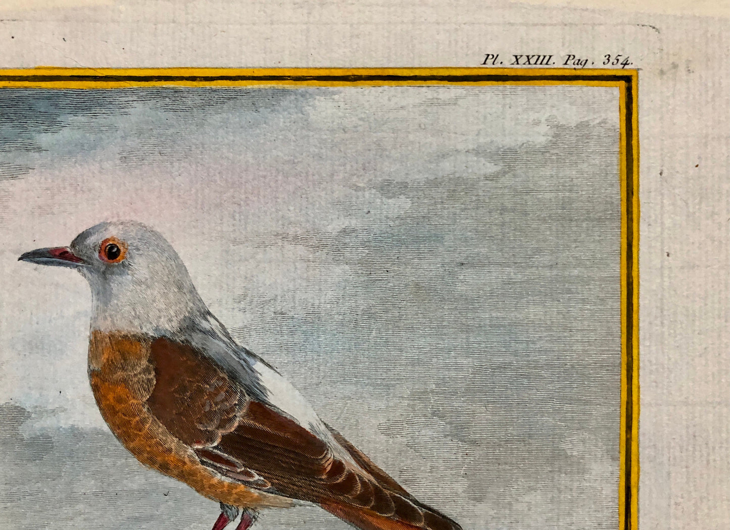 Le Merle De Roche. An Original Engraving From ‘Histoire Naturelle Des Oiseaux’ by Buffon. Engraved by Th. Rousselet. Size: 27 x 19.5 cms.
