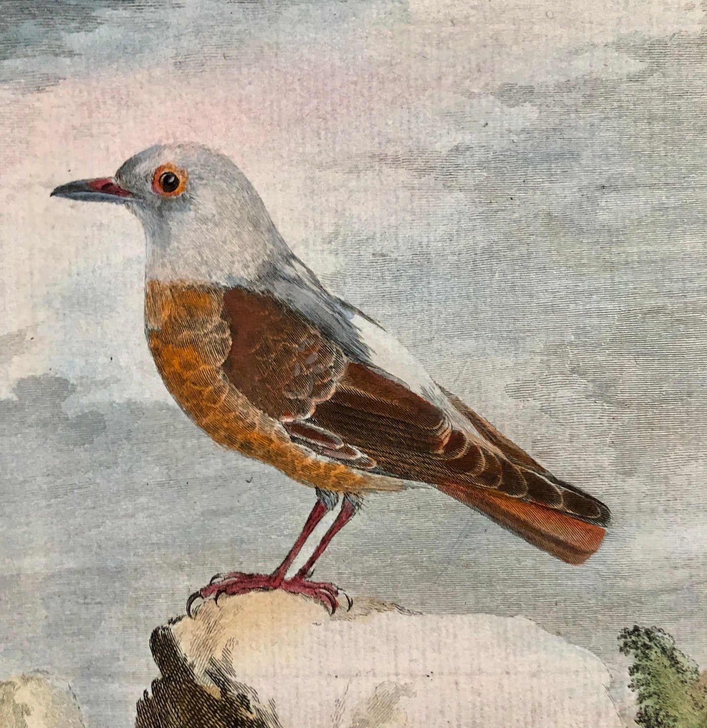 Le Merle De Roche. An Original Engraving From ‘Histoire Naturelle Des Oiseaux’ by Buffon. Engraved by Th. Rousselet. Size: 27 x 19.5 cms.