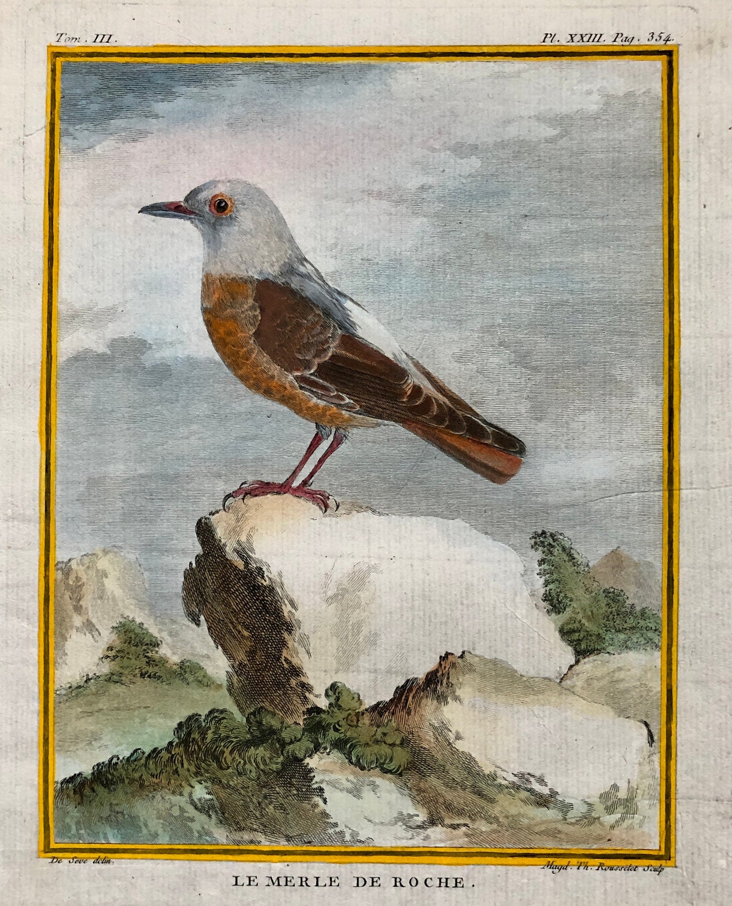 Le Merle De Roche. An Original Engraving From ‘Histoire Naturelle Des Oiseaux’ by Buffon. Engraved by Th. Rousselet. Size: 27 x 19.5 cms.
