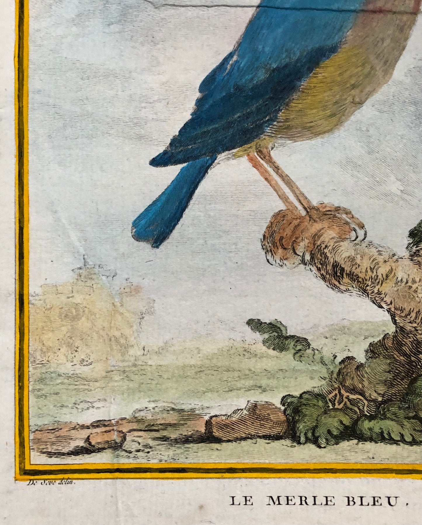 Le Merle Bleu. An Original Hand Painted Engraving From “Histoire Naturelle Des Oiseaux” by Buffon. Circa 1780. Size: 28 x 20cms.