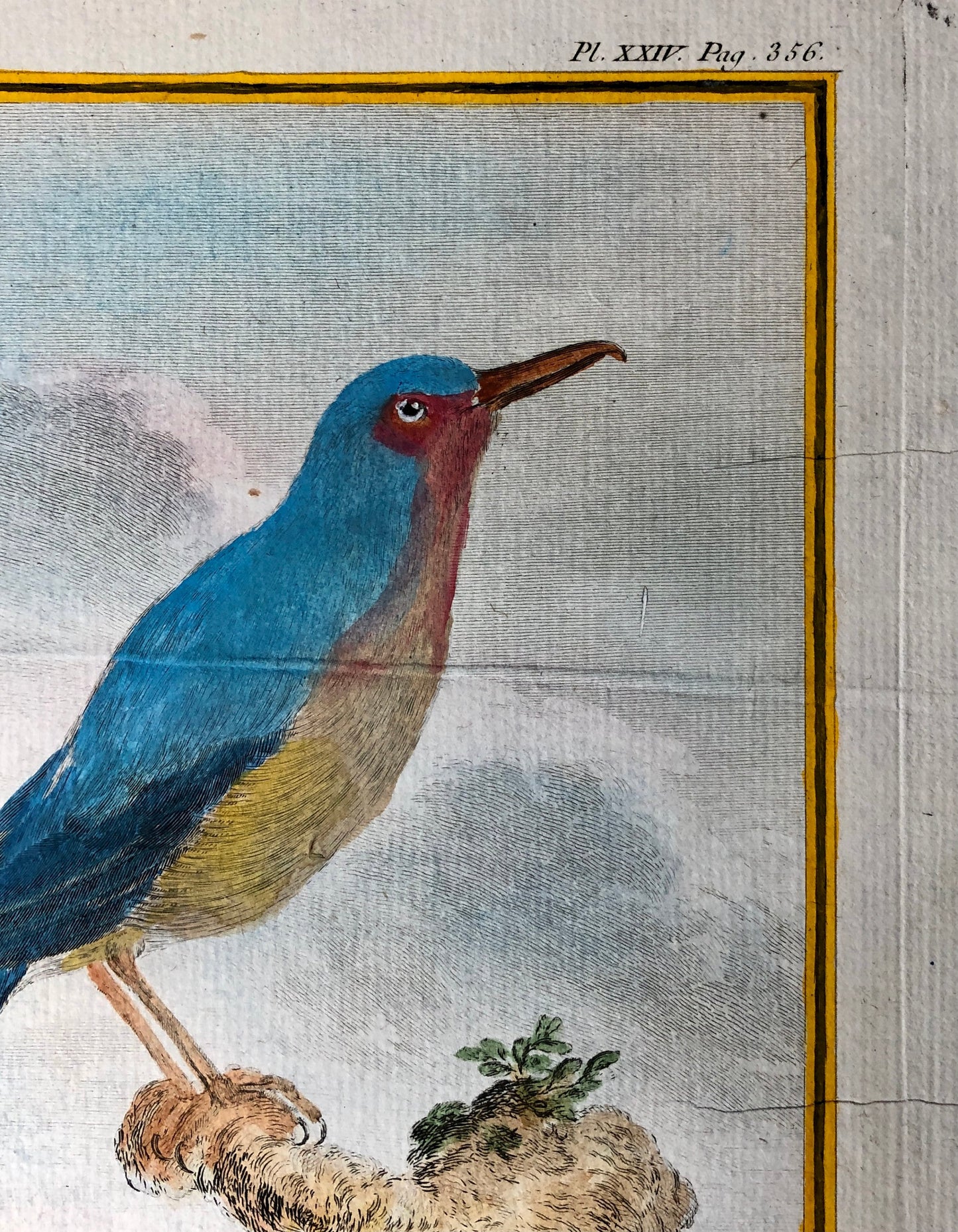 Le Merle Bleu. An Original Hand Painted Engraving From “Histoire Naturelle Des Oiseaux” by Buffon. Circa 1780. Size: 28 x 20cms.