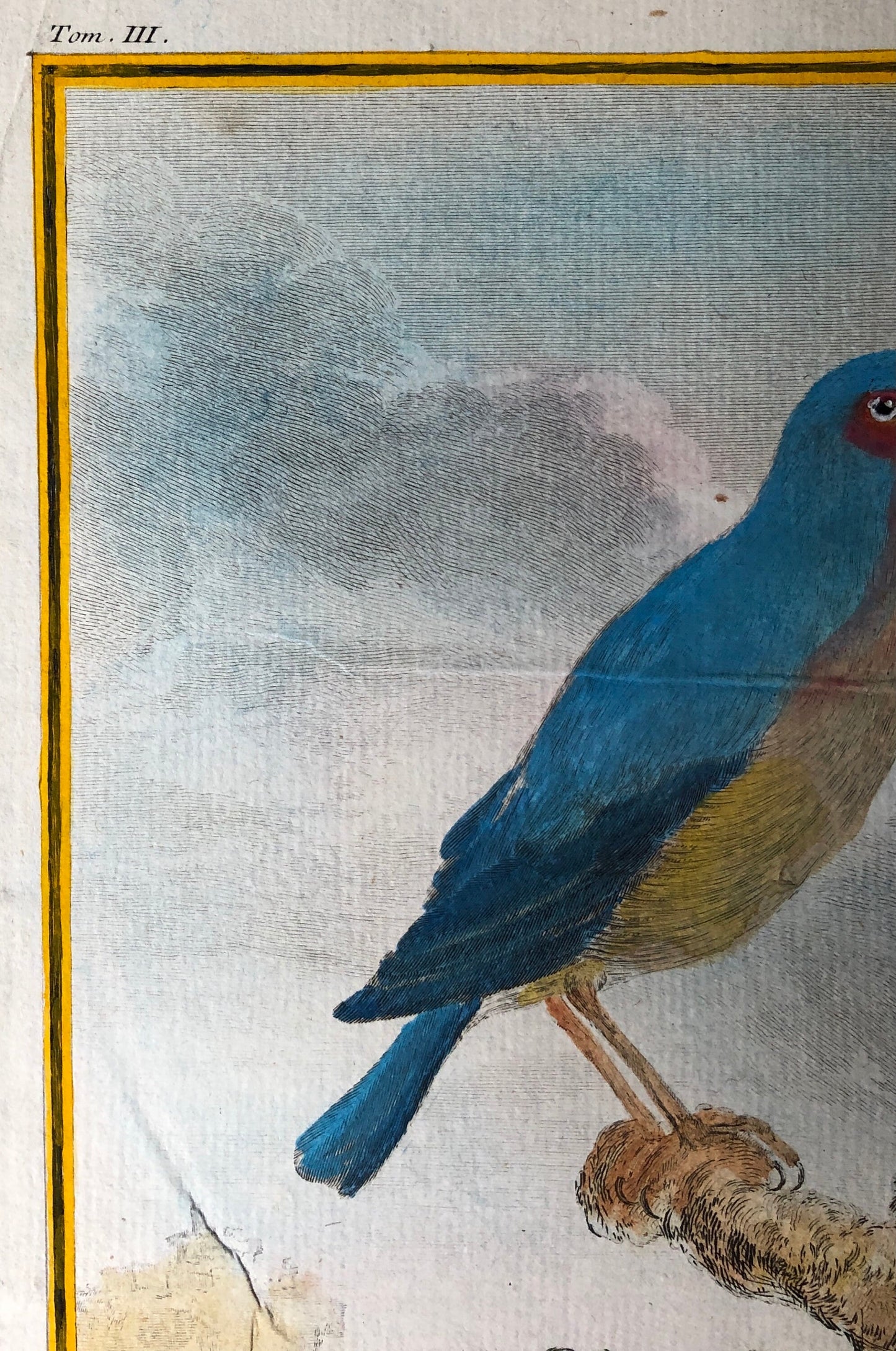 Le Merle Bleu. An Original Hand Painted Engraving From “Histoire Naturelle Des Oiseaux” by Buffon. Circa 1780. Size: 28 x 20cms.