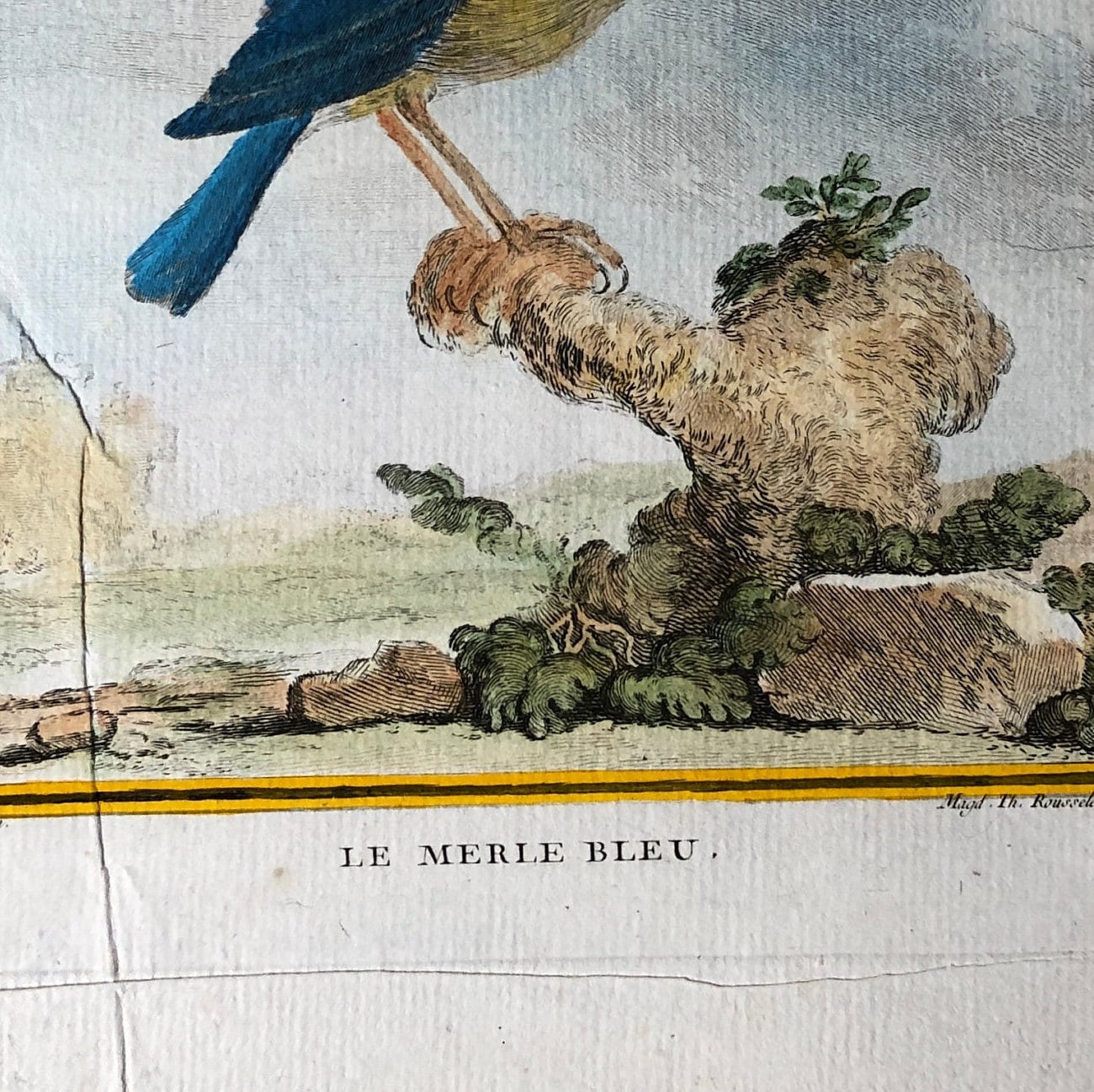 Le Merle Bleu. An Original Hand Painted Engraving From “Histoire Naturelle Des Oiseaux” by Buffon. Circa 1780. Size: 28 x 20cms.