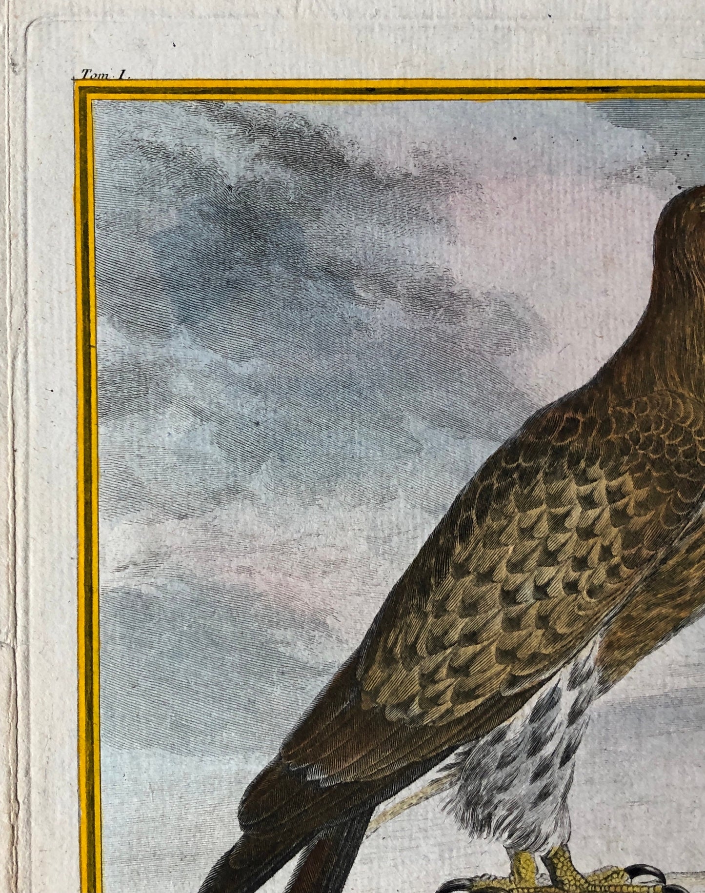 L’Orfraie ou Aigle De Mer. An Original Engraving From ‘Histoire Naturelle Des Oiseaux’ by Buffon. Circa 1770. Size: 27 x 20.5 cms.