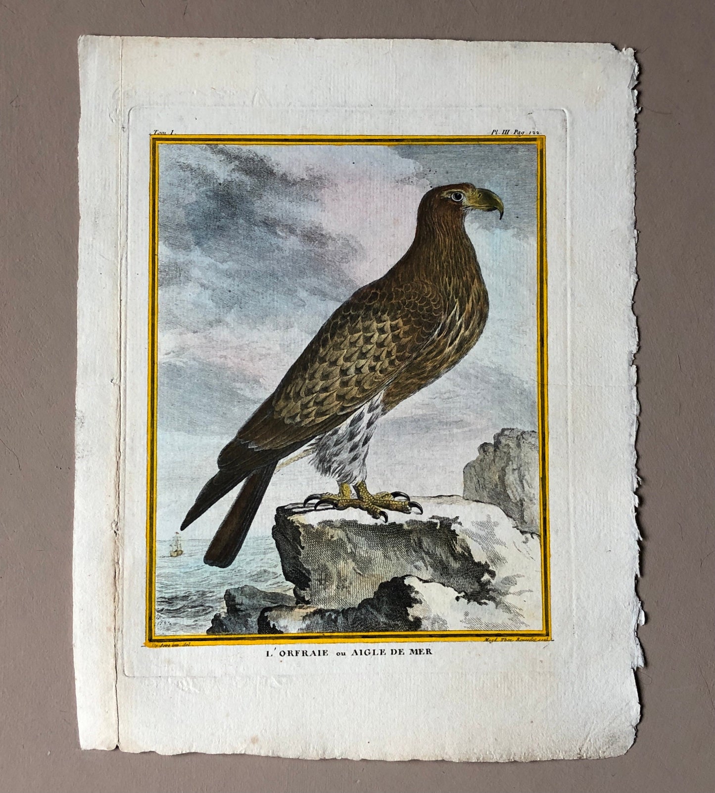 L’Orfraie ou Aigle De Mer. An Original Engraving From ‘Histoire Naturelle Des Oiseaux’ by Buffon. Circa 1770. Size: 27 x 20.5 cms.