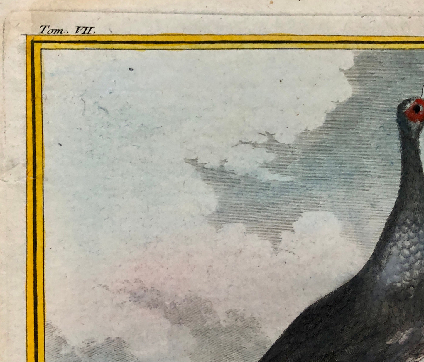 Le Kamichi. Antique Engraving from ‘Histoires Naturelle Des Oiseaux’ by Buffon. Circa 1780. Size: 27 x 19 cms