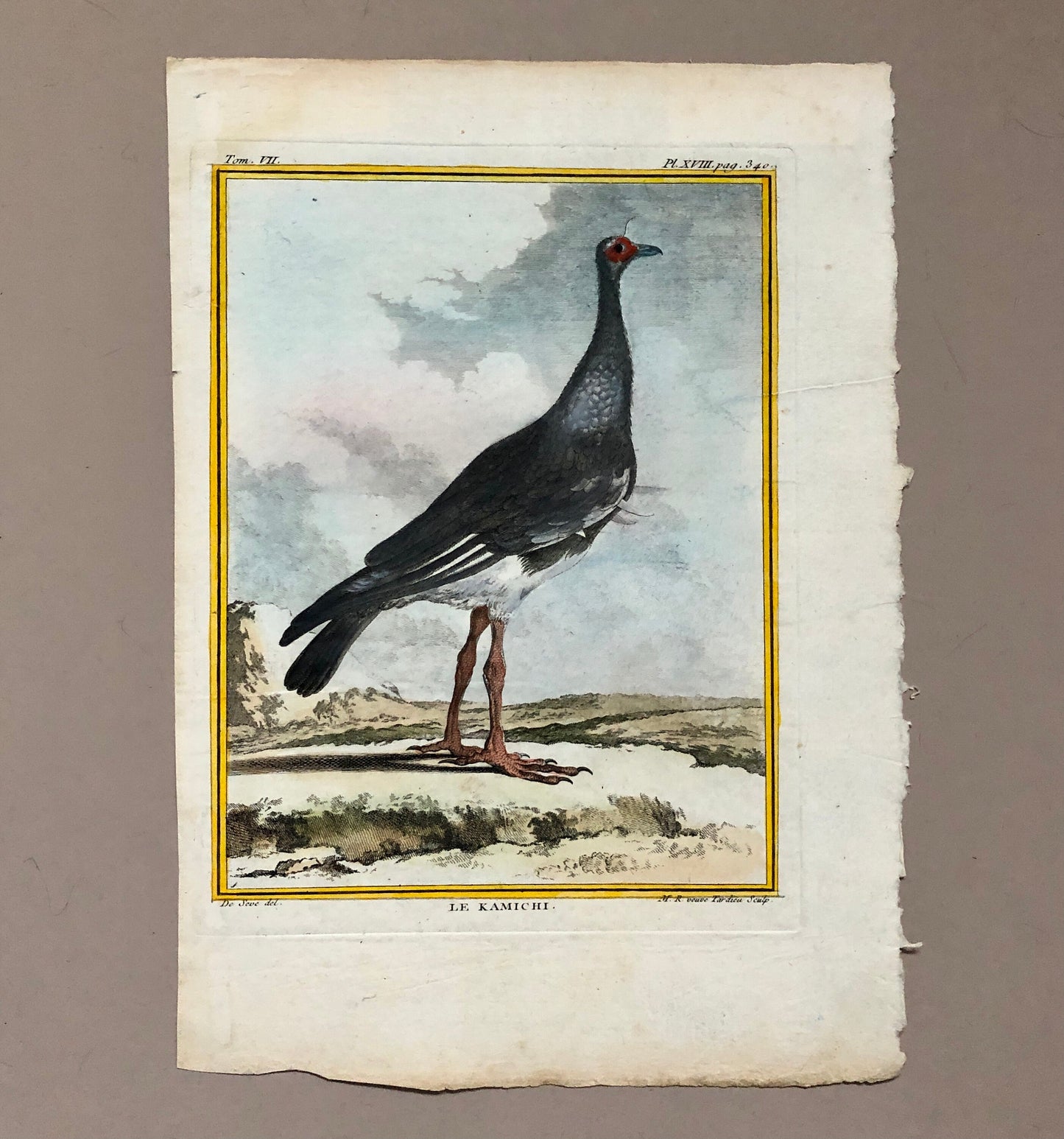 Le Kamichi. Antique Engraving from ‘Histoires Naturelle Des Oiseaux’ by Buffon. Circa 1780. Size: 27 x 19 cms