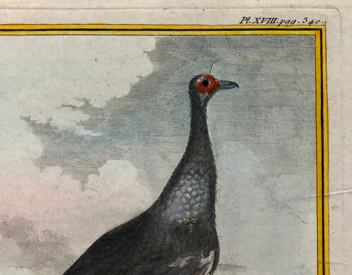Le Kamichi. Antique Engraving from ‘Histoires Naturelle Des Oiseaux’ by Buffon. Circa 1780. Size: 27 x 19 cms