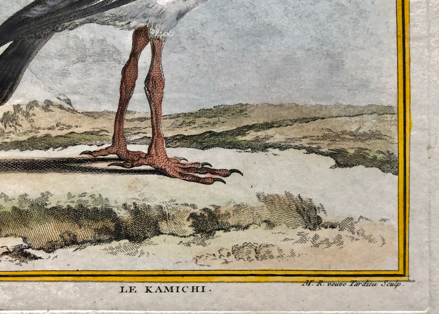 Le Kamichi. Antique Engraving from ‘Histoires Naturelle Des Oiseaux’ by Buffon. Circa 1780. Size: 27 x 19 cms