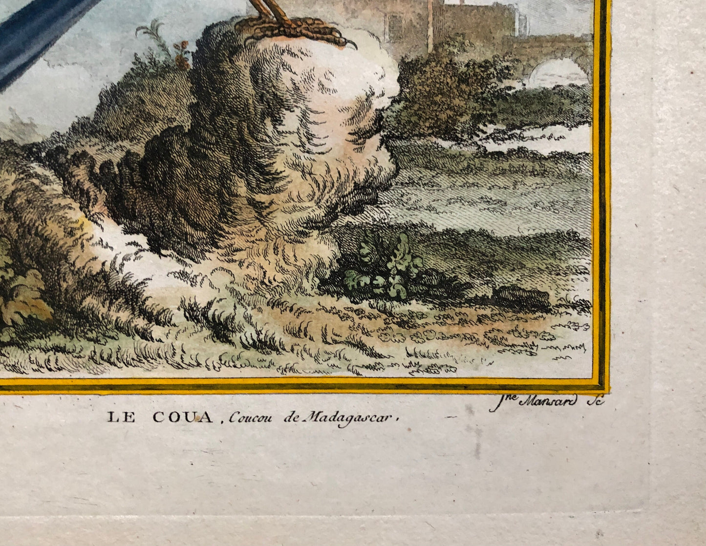 Le Coua. An Antique Engraving from “Histoire Naturelle Des Oiseaux’ by Buffon. Circa 1770. Near Fine Condition. Size: 26 x 21 cms.