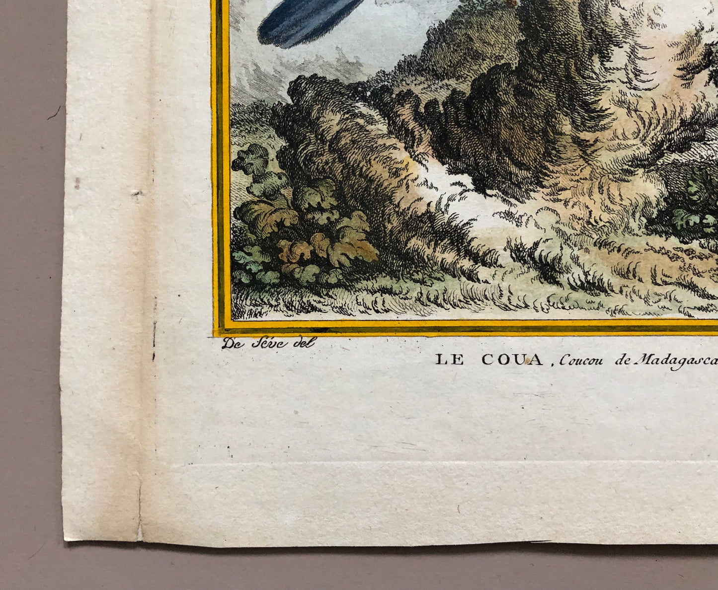 Le Coua. An Antique Engraving from “Histoire Naturelle Des Oiseaux’ by Buffon. Circa 1770. Near Fine Condition. Size: 26 x 21 cms.