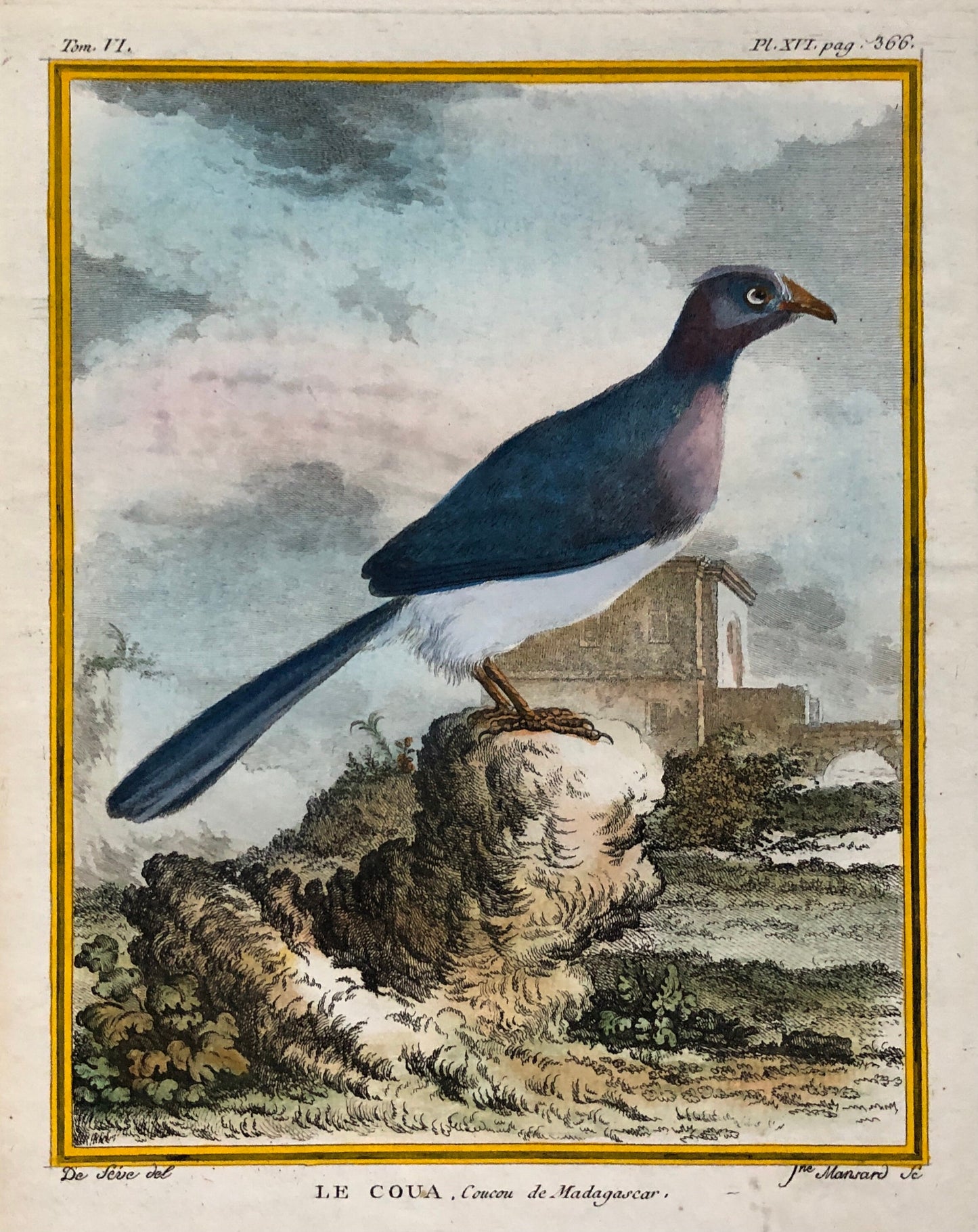 Le Coua. An Antique Engraving from “Histoire Naturelle Des Oiseaux’ by Buffon. Circa 1770. Near Fine Condition. Size: 26 x 21 cms.