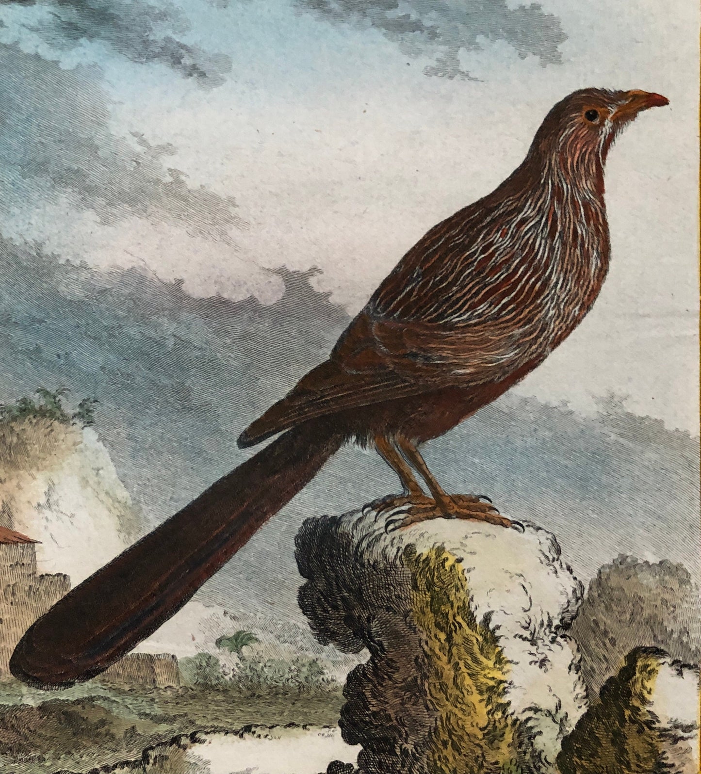 Le Toulou. An Antique Engraving from “Histoire Naturelle Des Oiseaux’ by Buffon. Engraved by Haussard. Circa 1770. Size: 27 x 19.8 cms.