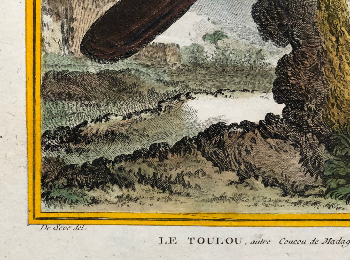 Le Toulou. An Antique Engraving from “Histoire Naturelle Des Oiseaux’ by Buffon. Engraved by Haussard. Circa 1770. Size: 27 x 19.8 cms.