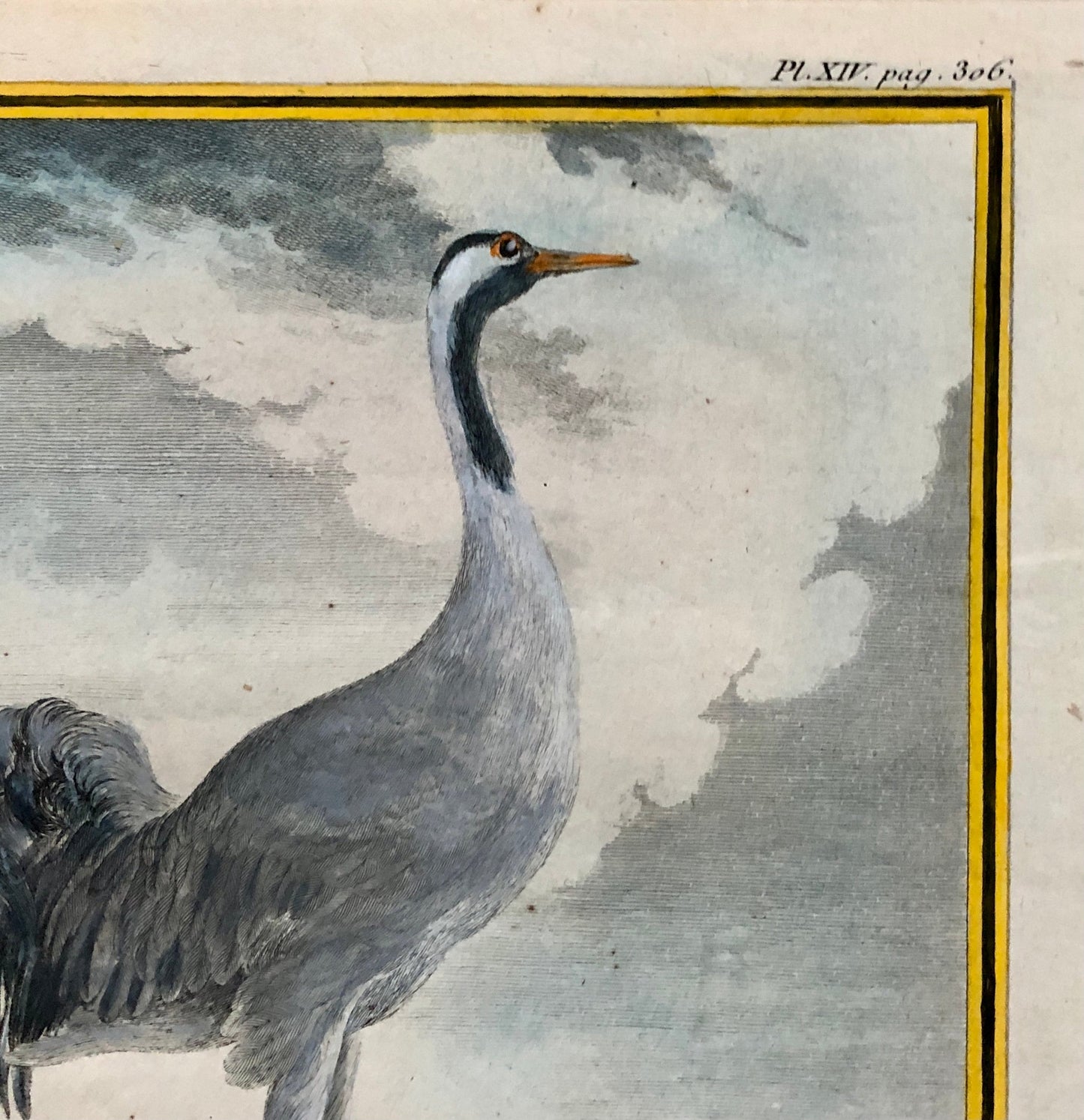Le Grue. An Antique Engraving from “Histoire Naturelle Des Oiseaux’ by Buffon. Engraved by Mansard. Circa 1780. Size: 27 x 19 cms.