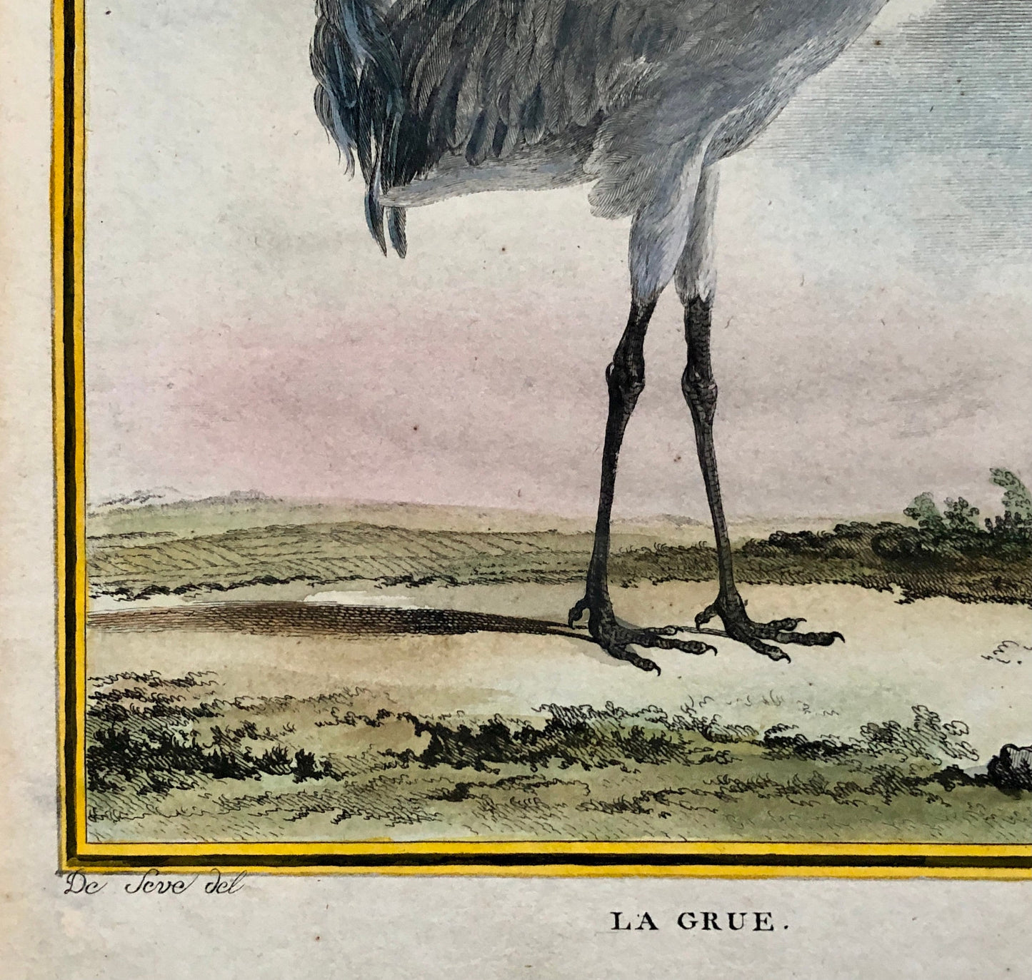 Le Grue. An Antique Engraving from “Histoire Naturelle Des Oiseaux’ by Buffon. Engraved by Mansard. Circa 1780. Size: 27 x 19 cms.