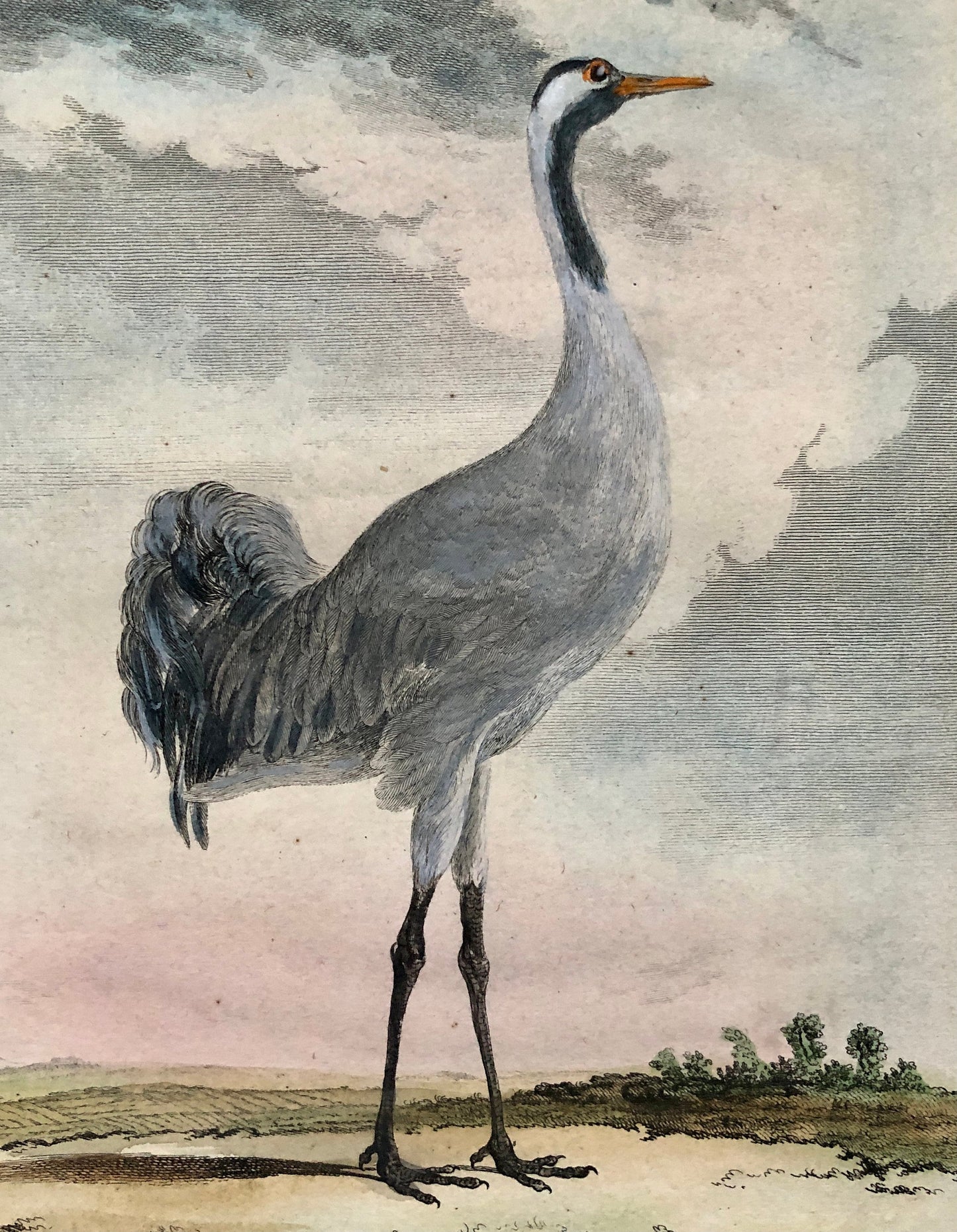 Le Grue. An Antique Engraving from “Histoire Naturelle Des Oiseaux’ by Buffon. Engraved by Mansard. Circa 1780. Size: 27 x 19 cms.