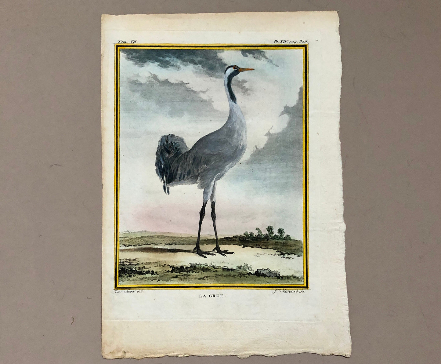 Le Grue. An Antique Engraving from “Histoire Naturelle Des Oiseaux’ by Buffon. Engraved by Mansard. Circa 1780. Size: 27 x 19 cms.