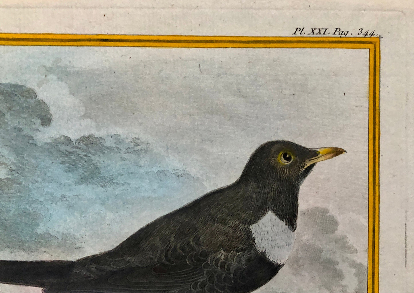 Le Merle. An Antique Engraving from “Histoire Naturelle Des Oiseaux’ by Buffon. Circa 1770. Fine Condition. Size: 27 x 19.4 cms.