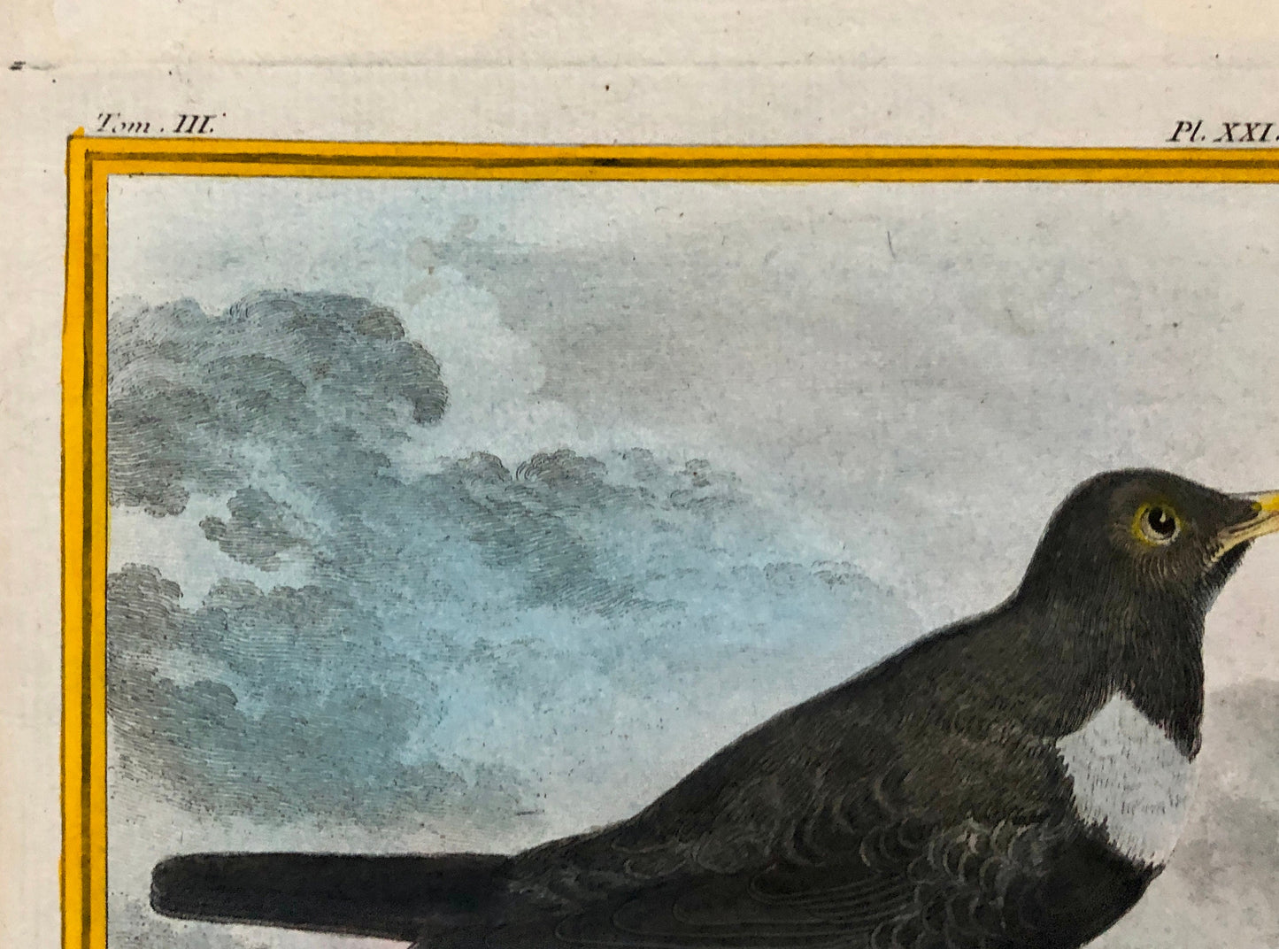Le Merle. An Antique Engraving from “Histoire Naturelle Des Oiseaux’ by Buffon. Circa 1770. Fine Condition. Size: 27 x 19.4 cms.