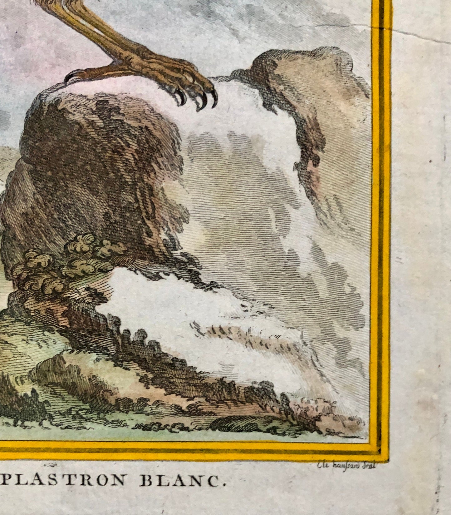 Le Merle. An Antique Engraving from “Histoire Naturelle Des Oiseaux’ by Buffon. Circa 1770. Fine Condition. Size: 27 x 19.4 cms.
