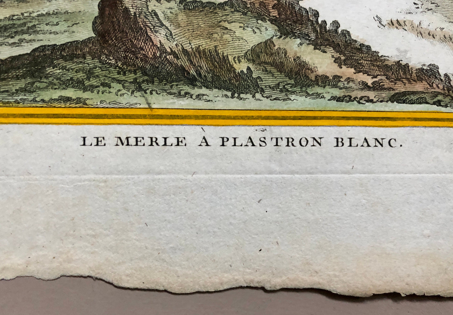 Le Merle. An Antique Engraving from “Histoire Naturelle Des Oiseaux’ by Buffon. Circa 1770. Fine Condition. Size: 27 x 19.4 cms.