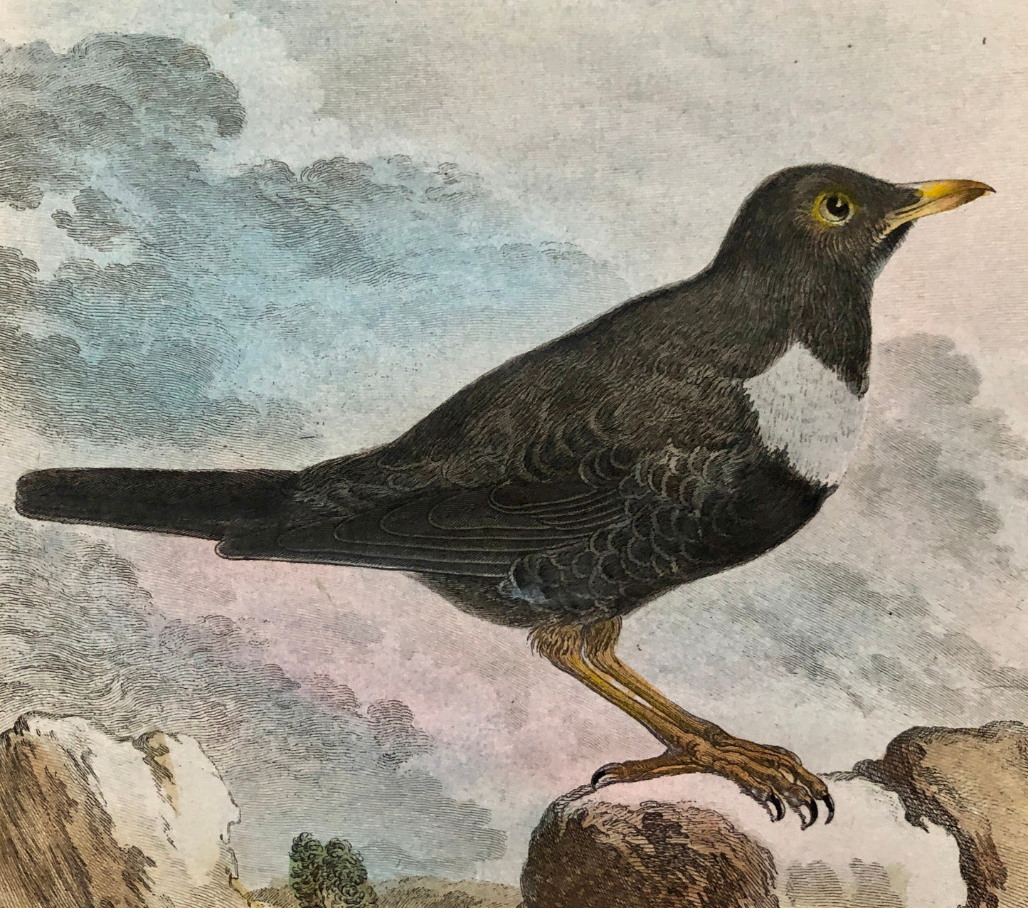 Le Merle. An Antique Engraving from “Histoire Naturelle Des Oiseaux’ by Buffon. Circa 1770. Fine Condition. Size: 27 x 19.4 cms.
