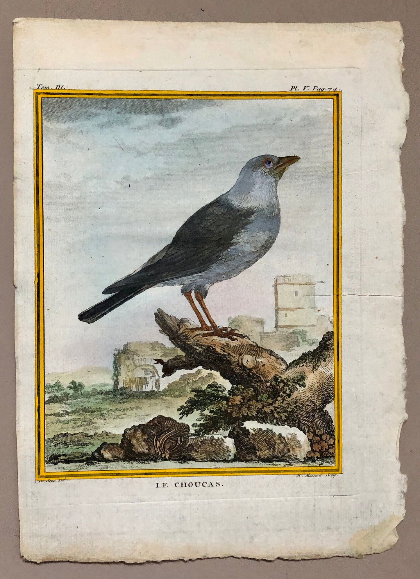 Le Choucas. An Antique Engraving from “Histoire Naturelle Des Oiseaux’ by Buffon. Engraved by Massard. Circa 1770. Size: 19.5 x 15.5 cms.