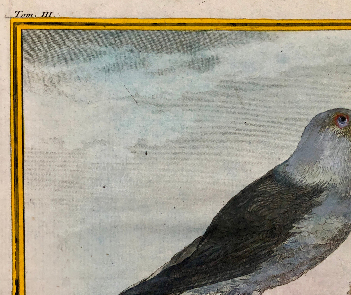 Le Choucas. An Antique Engraving from “Histoire Naturelle Des Oiseaux’ by Buffon. Engraved by Massard. Circa 1770. Size: 19.5 x 15.5 cms.