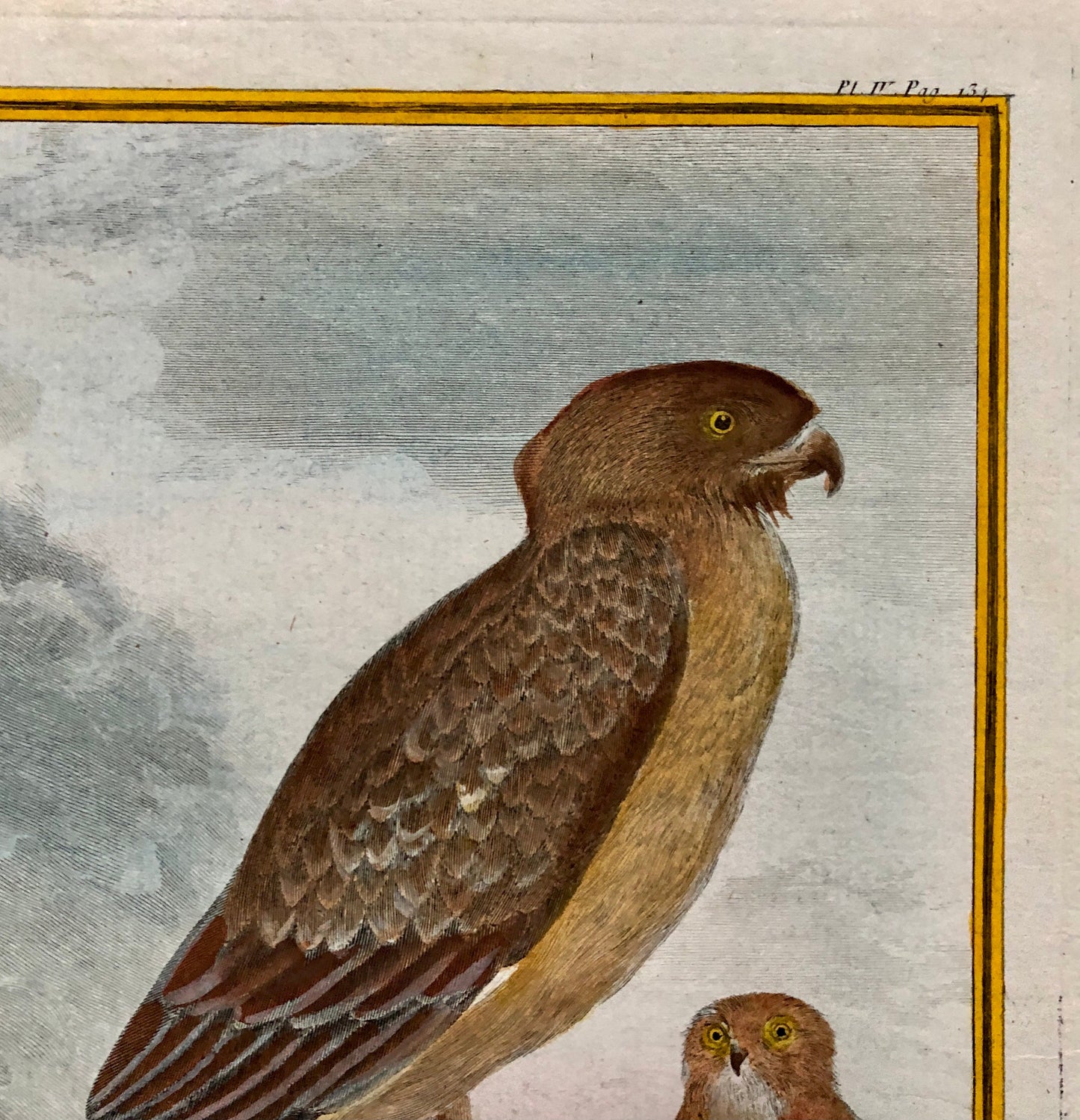 Le Jean-Le-Blanc. A Hand-coloured Engraving from “Histoire Naturelle Des Oiseaux’ by Buffon. Circa 1770. Size: 27 x 19.5 cms.
