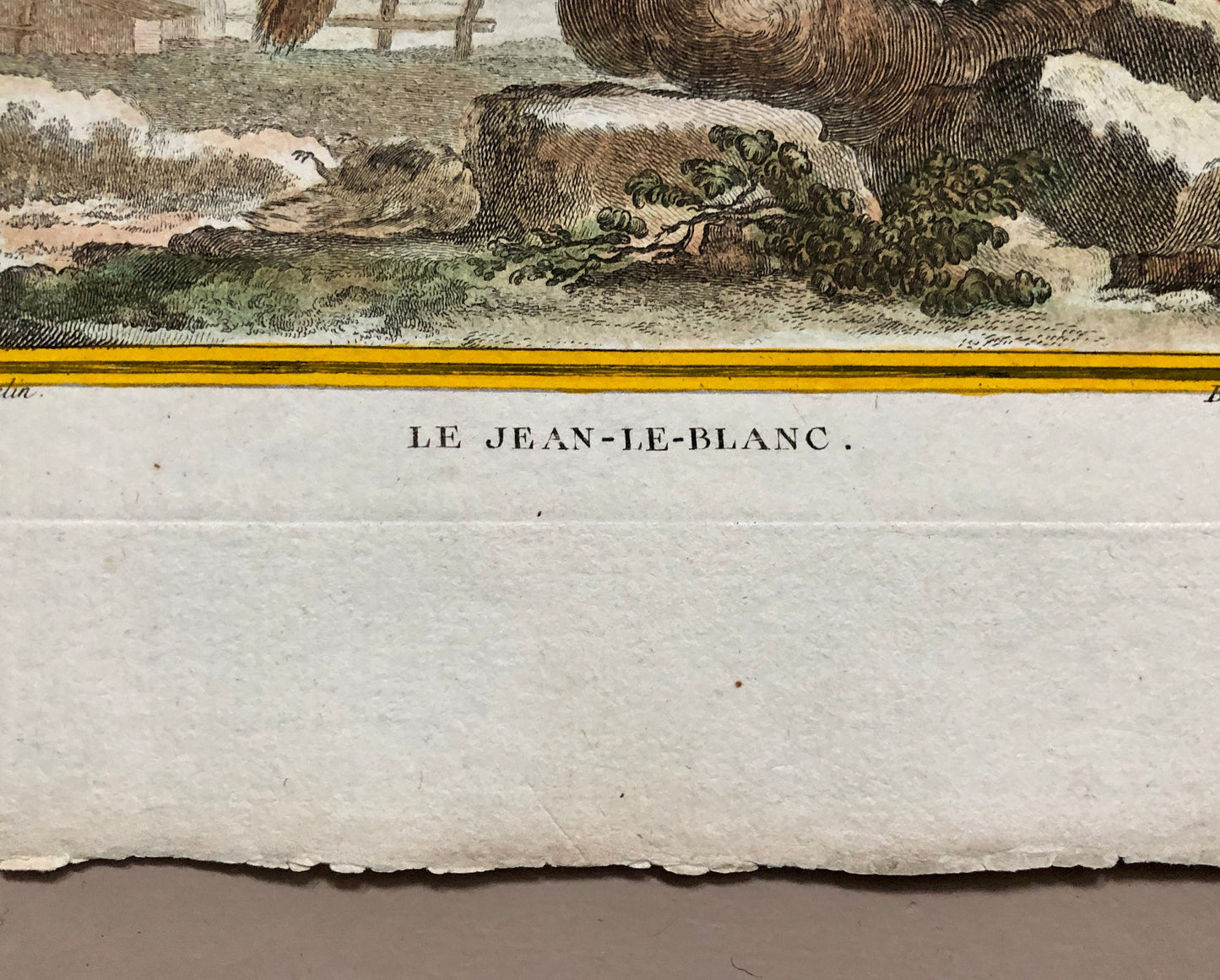 Le Jean-Le-Blanc. A Hand-coloured Engraving from “Histoire Naturelle Des Oiseaux’ by Buffon. Circa 1770. Size: 27 x 19.5 cms.