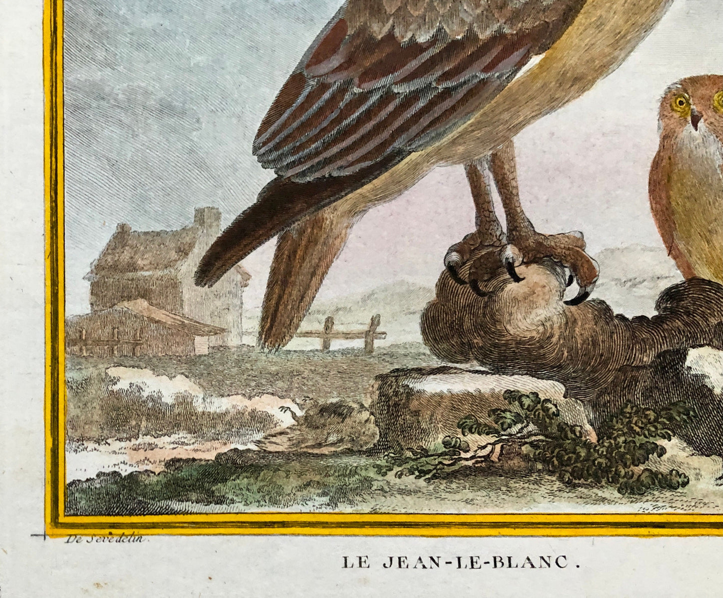 Le Jean-Le-Blanc. A Hand-coloured Engraving from “Histoire Naturelle Des Oiseaux’ by Buffon. Circa 1770. Size: 27 x 19.5 cms.
