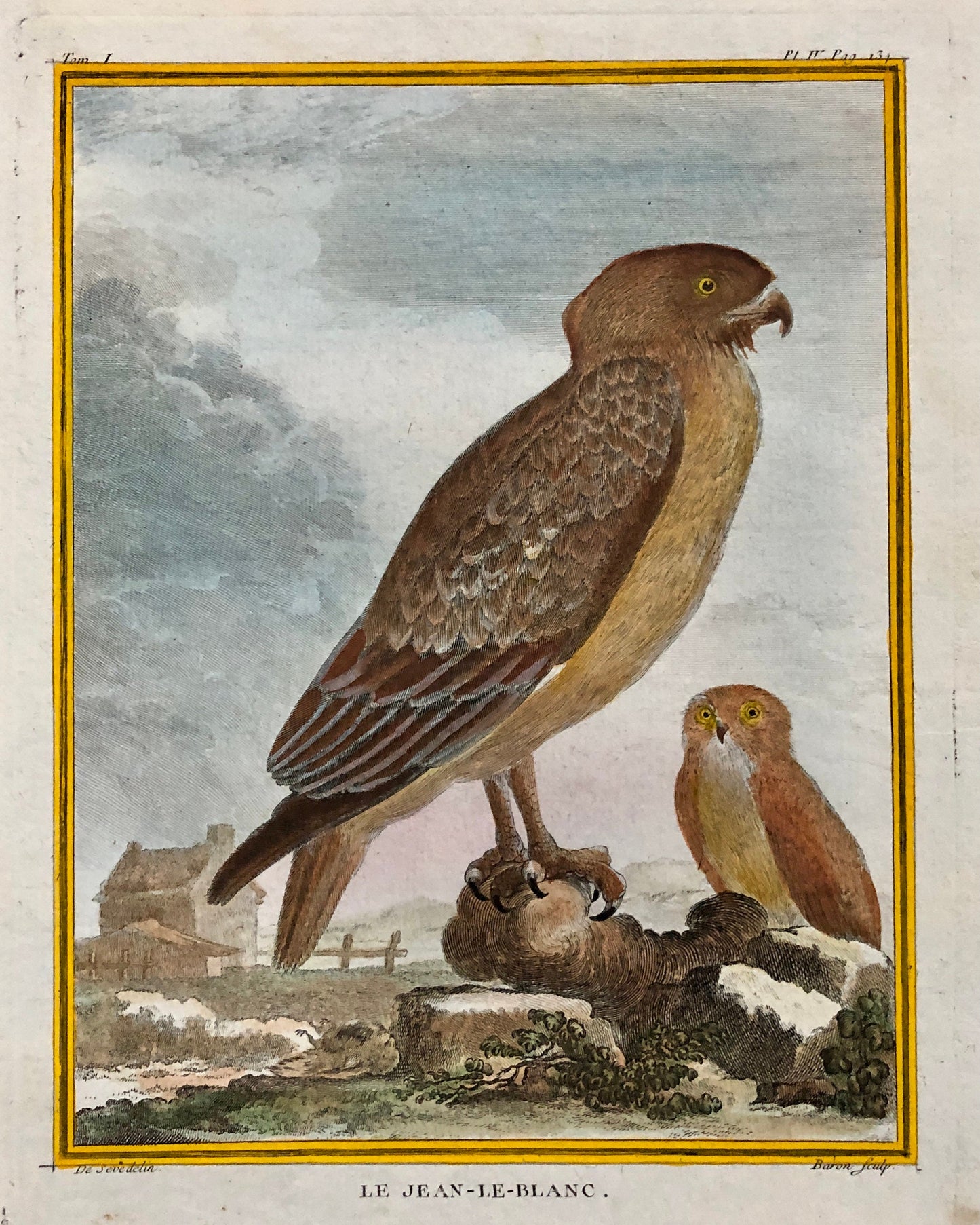 Le Jean-Le-Blanc. A Hand-coloured Engraving from “Histoire Naturelle Des Oiseaux’ by Buffon. Circa 1770. Size: 27 x 19.5 cms.