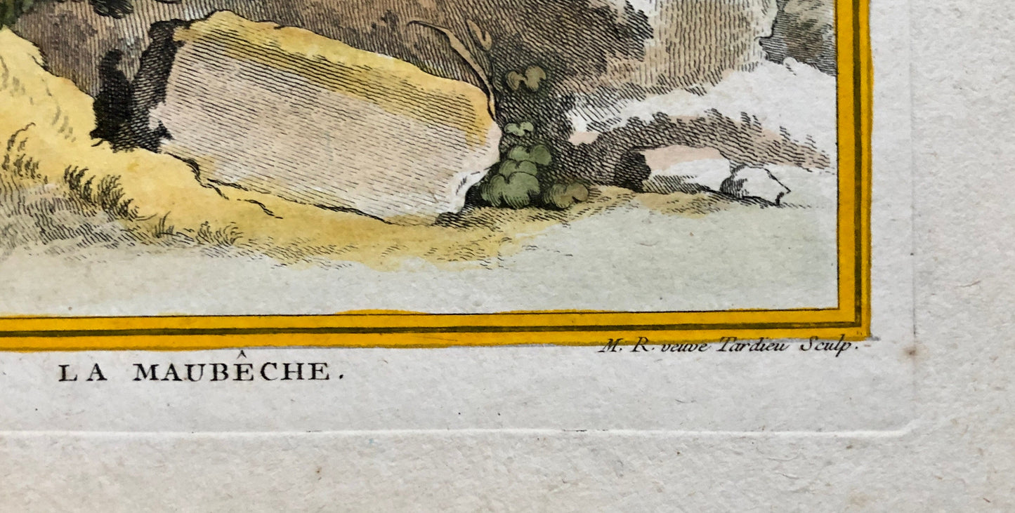 La Maubêche. An Engraving From”Histoire Naturelle Des Oiseaux” by Buffon. Circa 1770. Near Fine Condition. Size: 27 x 19.5 cms