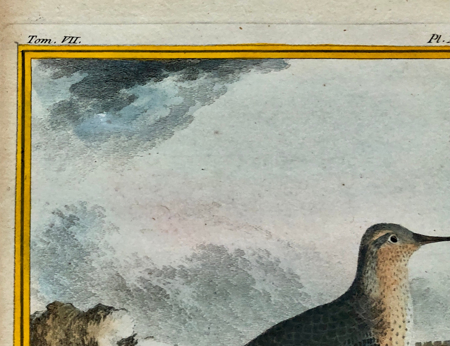 La Maubêche. An Engraving From”Histoire Naturelle Des Oiseaux” by Buffon. Circa 1770. Near Fine Condition. Size: 27 x 19.5 cms